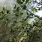 Phillirea latifolia