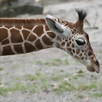 Zoo Stuttgart 289