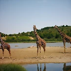 PIC04275