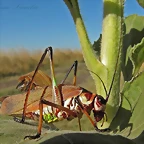 IMG_4571-copia