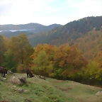 Burros - StAntoni