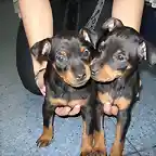 pinscher