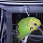 PICO DE KIWI (2)