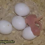 FB_IMG_1536406779332