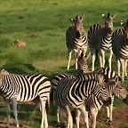 Krugersdorp Game Reserve 22-3-09 105