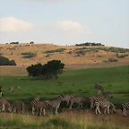 Krugersdorp Game Reserve 22-3-09 124