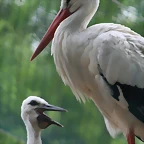 Zoo de Barcelona 145