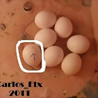 huavo rajado 30-1-11