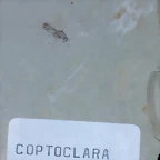 F Insecto Coptoclara Longipoda Jurasico