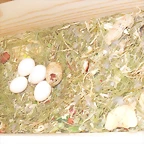 nido de Suny y Kiwi