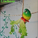 macho de peri de rabadilla roja