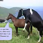 vaca-cavalo