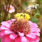 flores e insectos