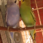 27-12-10 Yumi y vioeta (2)