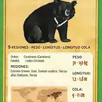 oso tibetano