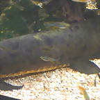 Neoceratodus forsteri 3 (4-8-17 Zoo Duisburg)