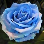 imagenes-rosas-azules