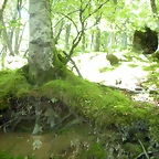 DSCN8489