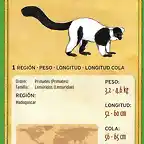 lemur de collar blanco y negro