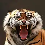 67802__angry-tiger_p