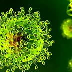 ASI ES EL VIRUS CORONAVIRUS 19