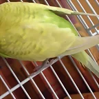 Rikky 3