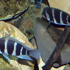 Cyphotilapia frontosa 2 (12-10-09 Acuario Fluvial de Zaragoza)