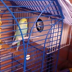 pericos