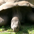 Zoo de Barcelona 19-03-11 969