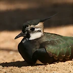 Zoo de Barcelona 19-03-11 1375
