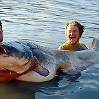 Siluro en el Ebro