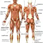 musculos-del-cuerpo-humano