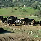 TOROS COMIENDO, VALE