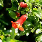 FLOR DEL GRANADO, MARCA 2