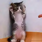 Cute-Funny-Cat