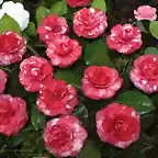 Red and White Camellia