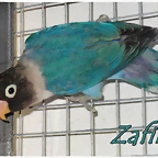 Personata azul