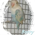 fischer sable pastel