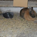 niko y palomo