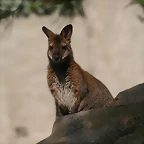 Zoo Barcelona, Faunia y Safari Madrid 598