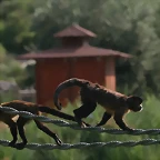 Zoo Barcelona, Faunia y Safari Madrid 479