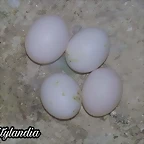 FB_IMG_1571391611954