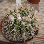 alvaralto (7)