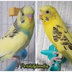 FB_IMG_1542318188164