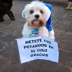 perro-y-petardos