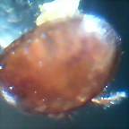 Varroa