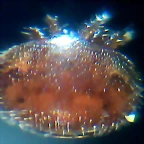 varroa