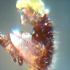 Varroa