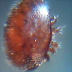 varroa al microscopio