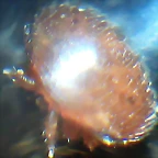 Varroa viva